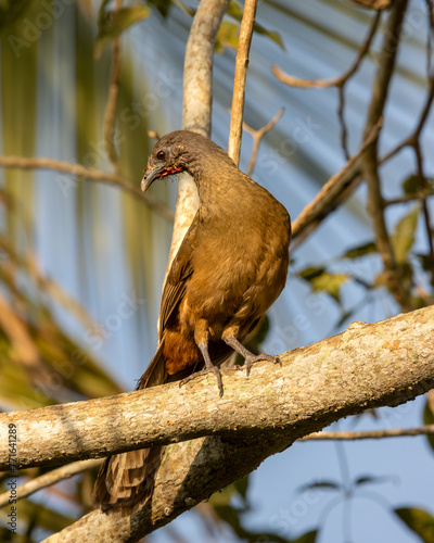 chachalaca perched on the tree branch