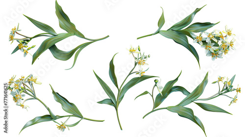 Epidendrum orchid 3D digital art illustration, vibrant and exotic botanical bloom isolated on transparent background, perfect decorative design element for spring and summer visuals. #771641625