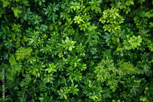 A detailed view of a cluster of vibrant green plants