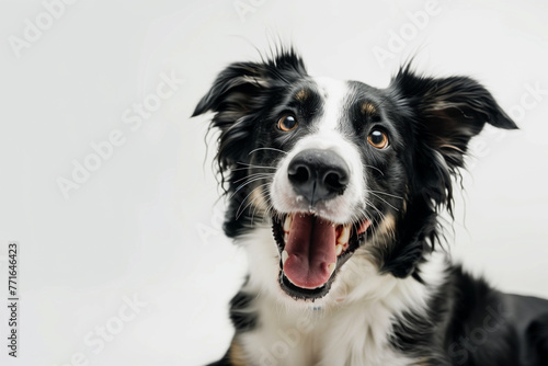 Border collie dog portarit, friendly dog looking at camera, smiling, white background, pet Portrait photo