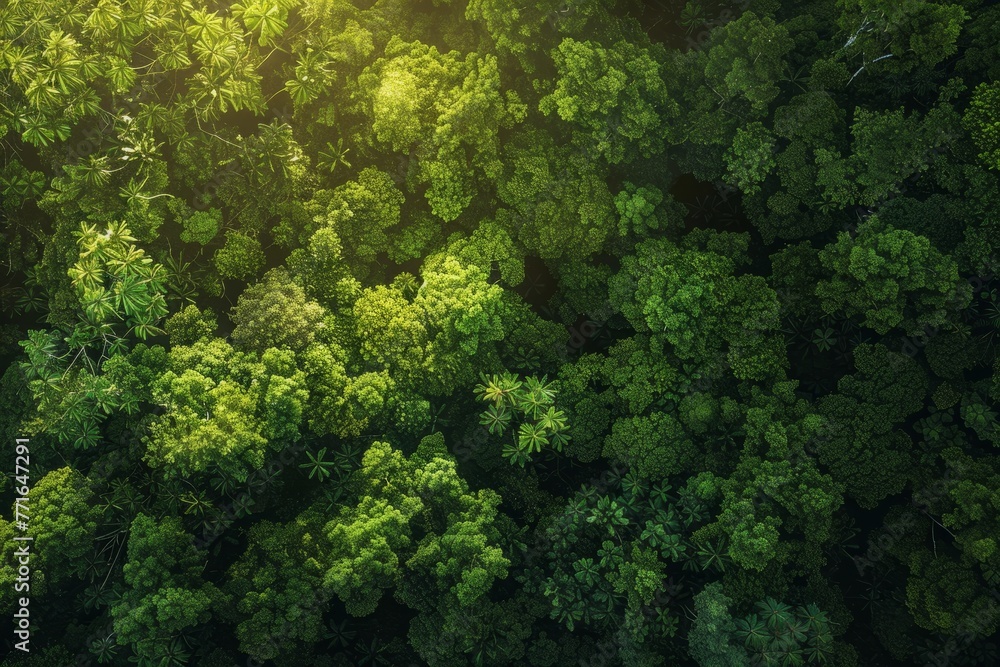 High-angle view of a vibrant green forest canopy with dappled sunlight filtering through the trees