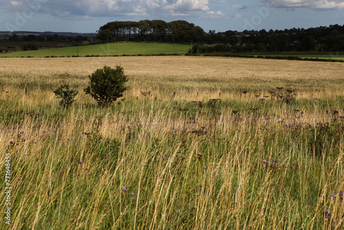 Along the Hadrian's wall between Chollerford and Heddon-on-the-Wall - Northumberland - England - UK photo