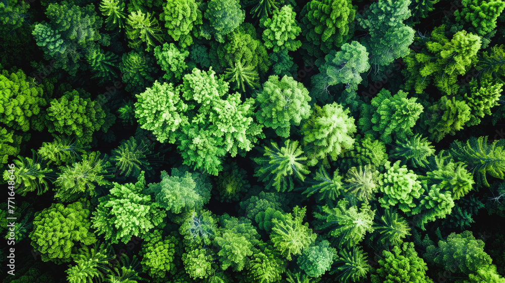Aerial top view of green trees in forest. Drone view of dense green tree captures CO2. Green tree nature background for carbon neutrality and net zero emissions concept. Sustainable green environment Aerial top view of green trees in forest. Drone view of dense green tree captures CO2. Green tree nature background for carbon neutrality and net zero emissions concept. Sustainable green environment