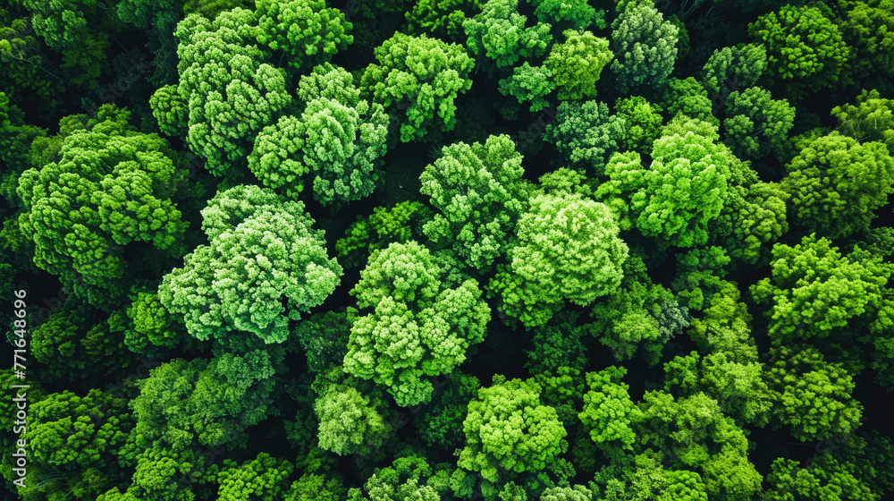 Aerial top view of green trees in forest. Drone view of dense green tree captures CO2. Green tree nature background for carbon neutrality and net zero emissions concept. Sustainable green environment Aerial top view of green trees in forest. Drone view of dense green tree captures CO2. Green tree nature background for carbon neutrality and net zero emissions concept. Sustainable green environment