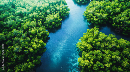 Carbon capture concept. Natural carbon sinks. Mangrove trees capture CO2 from the atmosphere. Aerial view of green mangrove forest. Blue carbon ecosystems. Mangroves absorb carbon dioxide emissions