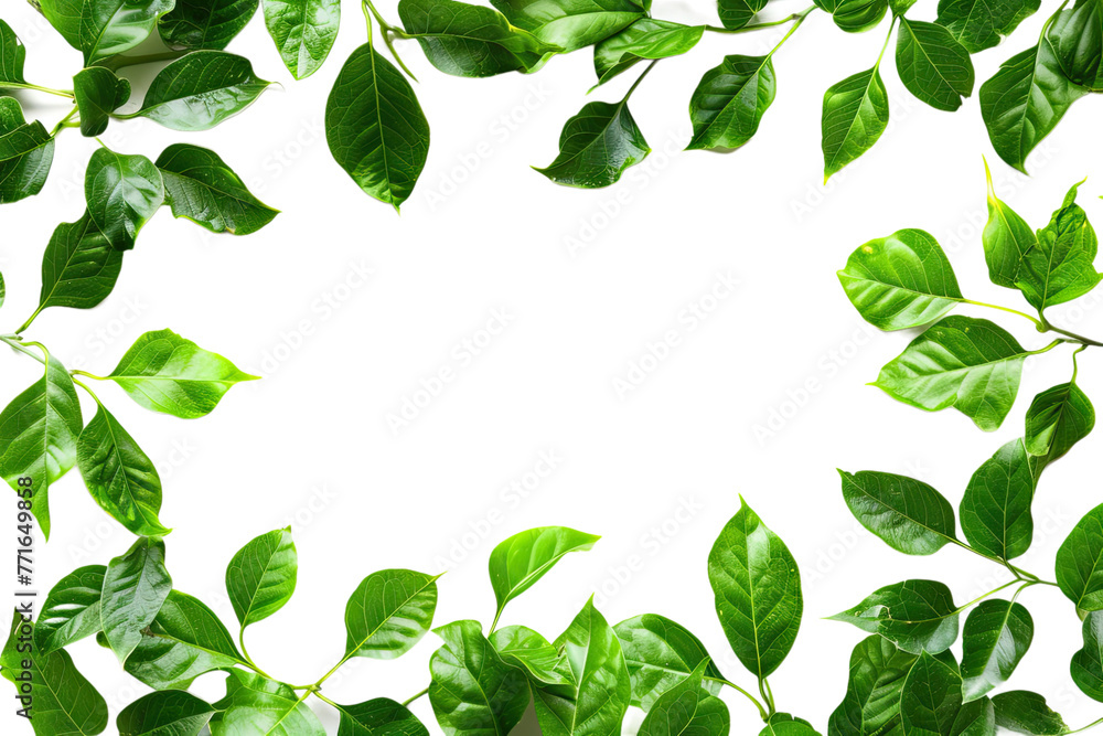 Fototapeta premium Green Leaf Border Frame Isolated On transparent