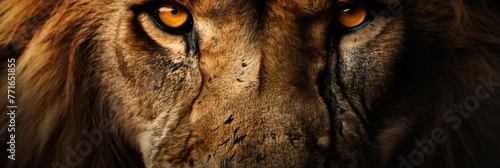 Intense close-up of an african lions gaze in the wild at sunset  vivid portrait captures the piercing stare of an African lion  highlighting the details of its golden eyes