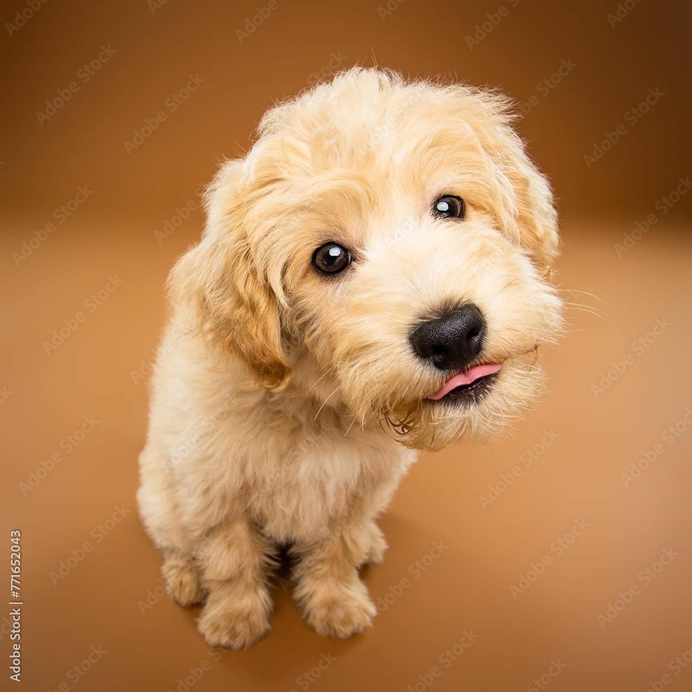 Beautiful eskapoo dog isolated on brown background. looking at camera . front view. dog studio portrait.happy dog .dog isolated .puppy isolated .puppy closeup face,indoors.brown background .