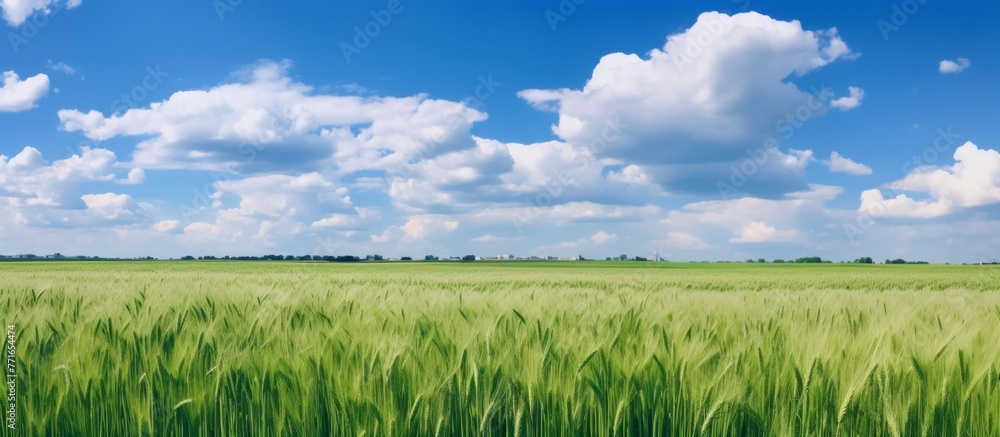 Naklejka premium A vast expanse of lush green wheat plants stretching out under a beautiful blue sky adorned with fluffy clouds, creating a picturesque natural landscape