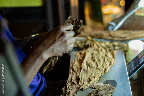 Close up of hands rolling tobacco to make cigars