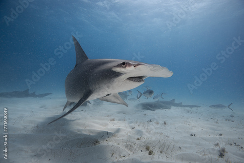 Great hammerhead shark in blue tropical waters.