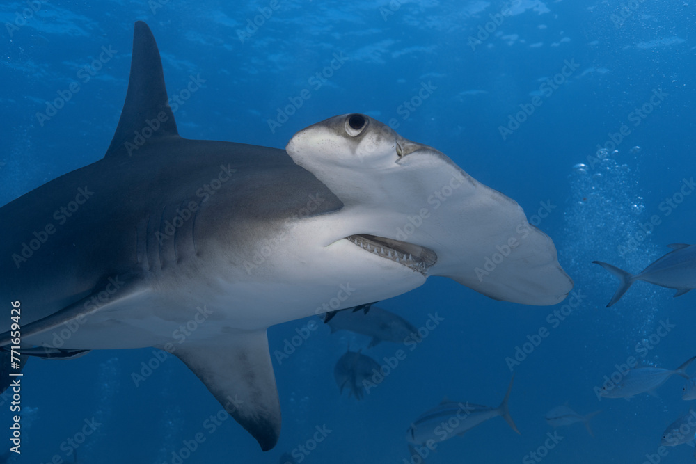 Great hammerhead shark in blue tropical waters. Great hammerhead shark in blue tropical waters.