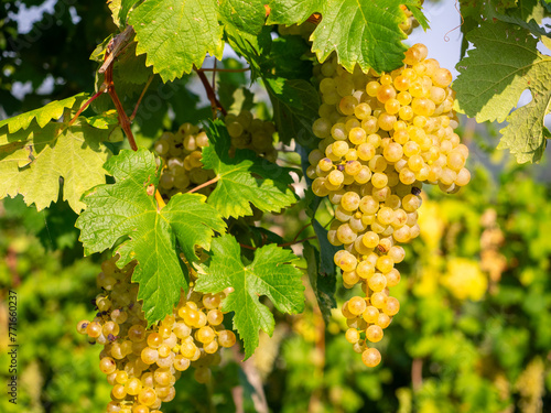 Bunches of ripe Glera Prosecco grapes just before harvest