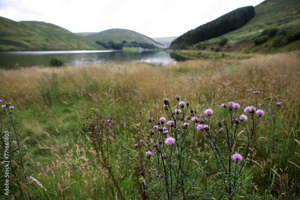 Saint Marys Loch on the A708 - Selkirk - The Scottish Borders - Scotland - UK