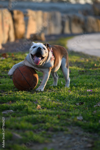 cane con palla da basket su erba