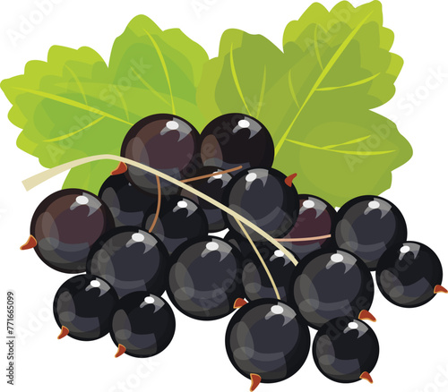 Black currant, vector isolated on white background