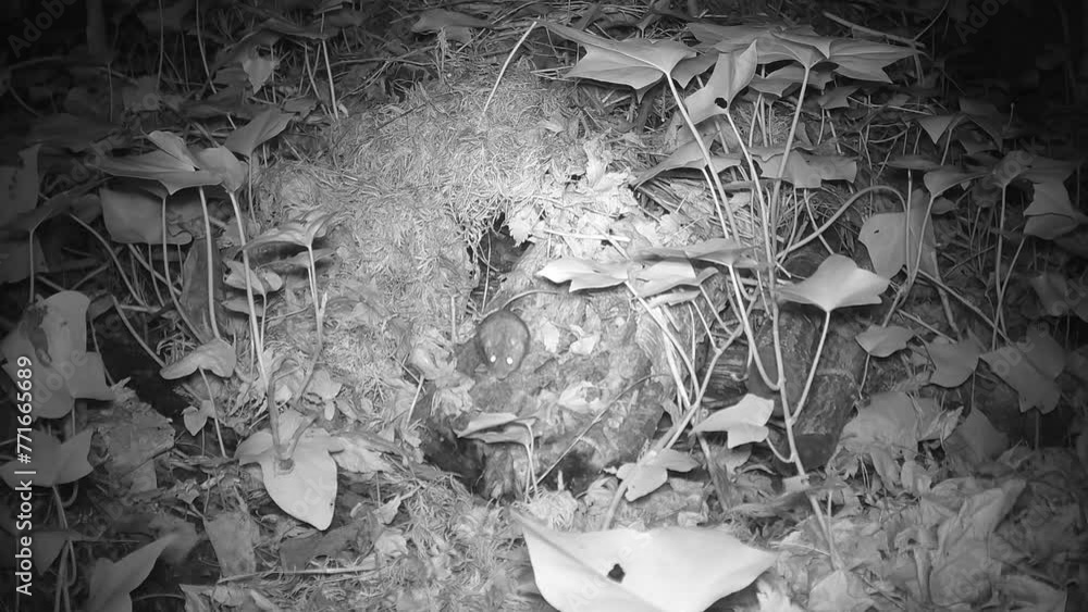 Waldmaus (Apodemus sylvaticus) vor ihrer Wohnung in einem Laub- und Reisighaufen Waldmaus (Apodemus sylvaticus) vor ihrer Wohnung in einem Laub- und Reisighaufen