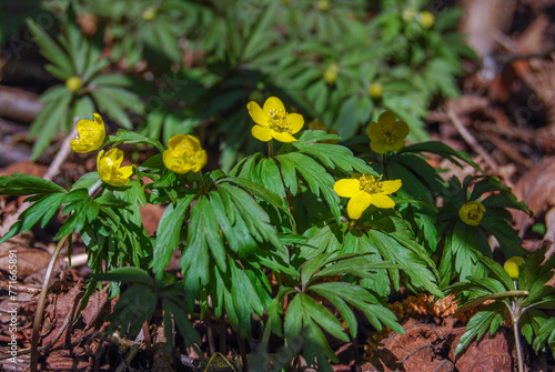 spring yellow flowers with juicy green leaves in the fores