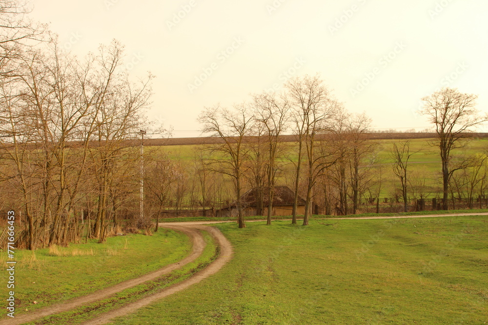Fototapeta premium A dirt road with trees on either side of it