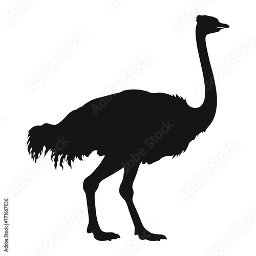 Ostrich Silhouette