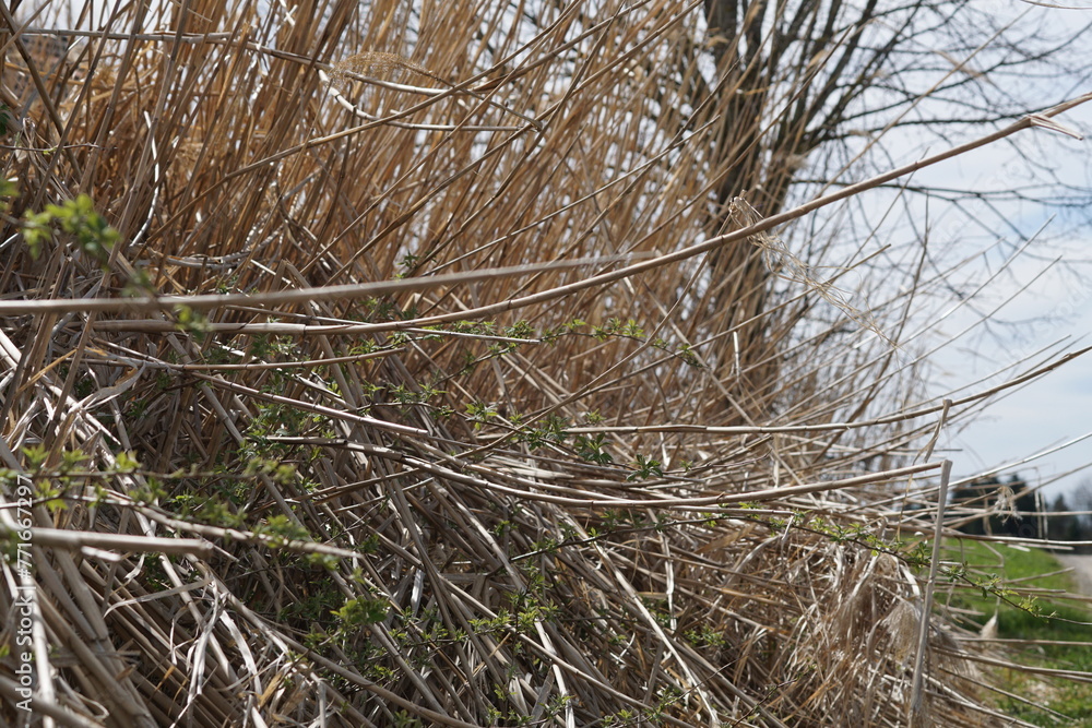 Obraz premium geknickter Schilf