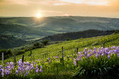Sunset bathes a Tuscany, Italy rolling landscape in golden light, highlighting the rows of a vineyard and clusters of purple lupine flowers in the foreground. The hills in the distance recede into sof
