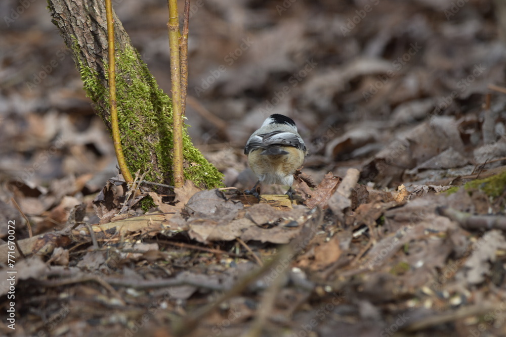 Obraz premium La Plaine 29 Mars 2024