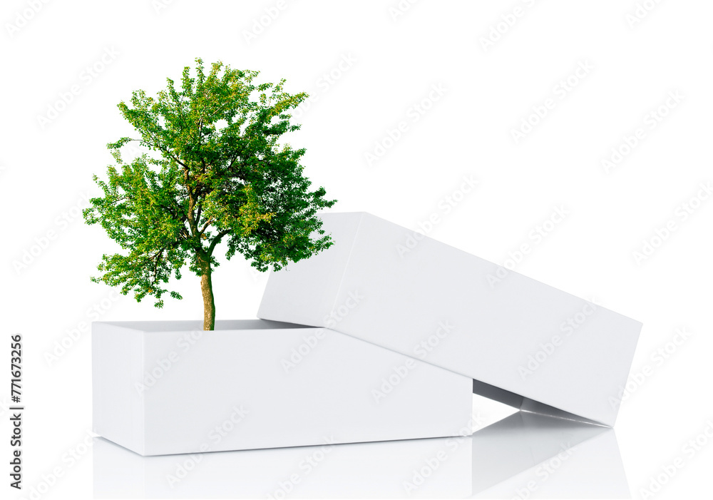 Tree with green foliage growing from cardboard box on white background - obrazy, fototapety, plakaty 