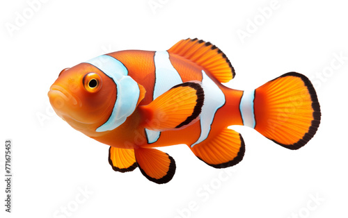 A vibrant orange and white clown fish swimming gracefully against a pristine white background