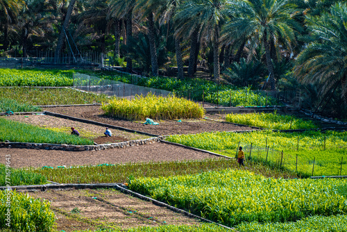 Self-sufficient labor-intensive farming in Oman photo