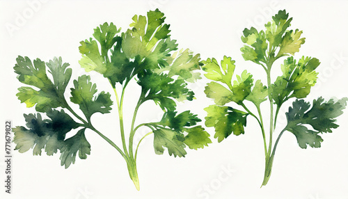 Watercolor illustration green parsley leaves and twigs over white background. Fresh healthy herbs photo