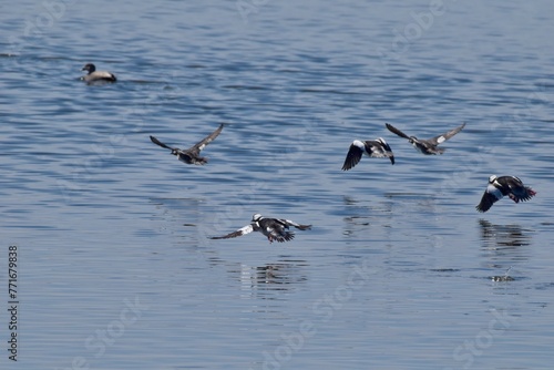 Migrating waterfowl on a lake 