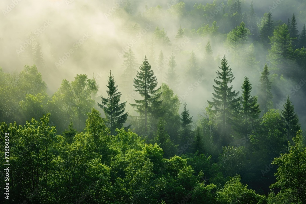 Misty Forest Engulfed In Morning Light, A Picturesque Landscape