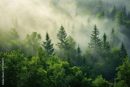 Misty Forest Engulfed In Morning Light, A Picturesque Landscape photo