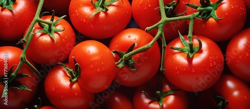 A cluster of ripe red plum tomatoes dangle from a green vine, showcasing the natural beauty of this nutritious food ingredient. Bush tomatoes are a popular choice for salads or sauces