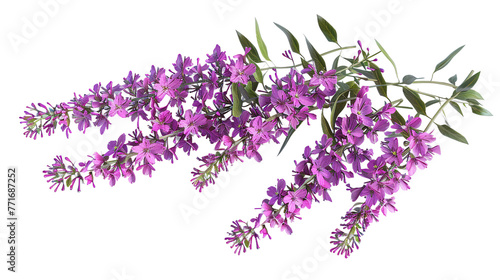 Fireweed digital art in 3D, isolated on transparent background. Top view flat lay of vibrant purple floral nature design element. Perfect for botanical illustrations, graphic resources, and decorative
