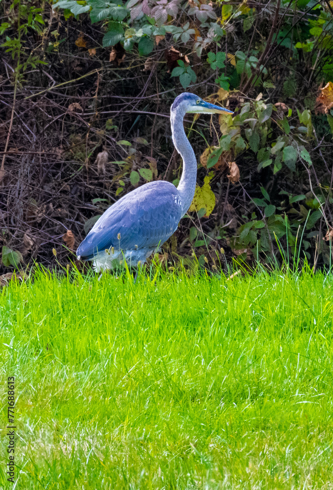Fototapeta premium Great blue heron in grass