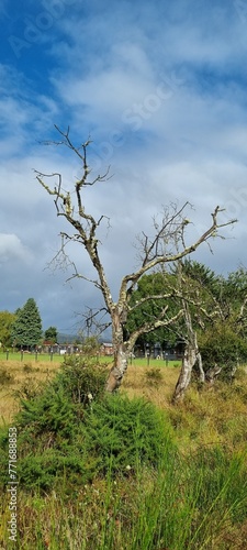 Árbol en fonda retorcida con vegetación en un día nublado photo