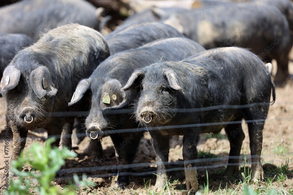 Porc noir de Bigorre Porc noir de Bigorre