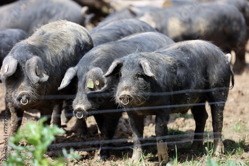 Porc noir de Bigorre