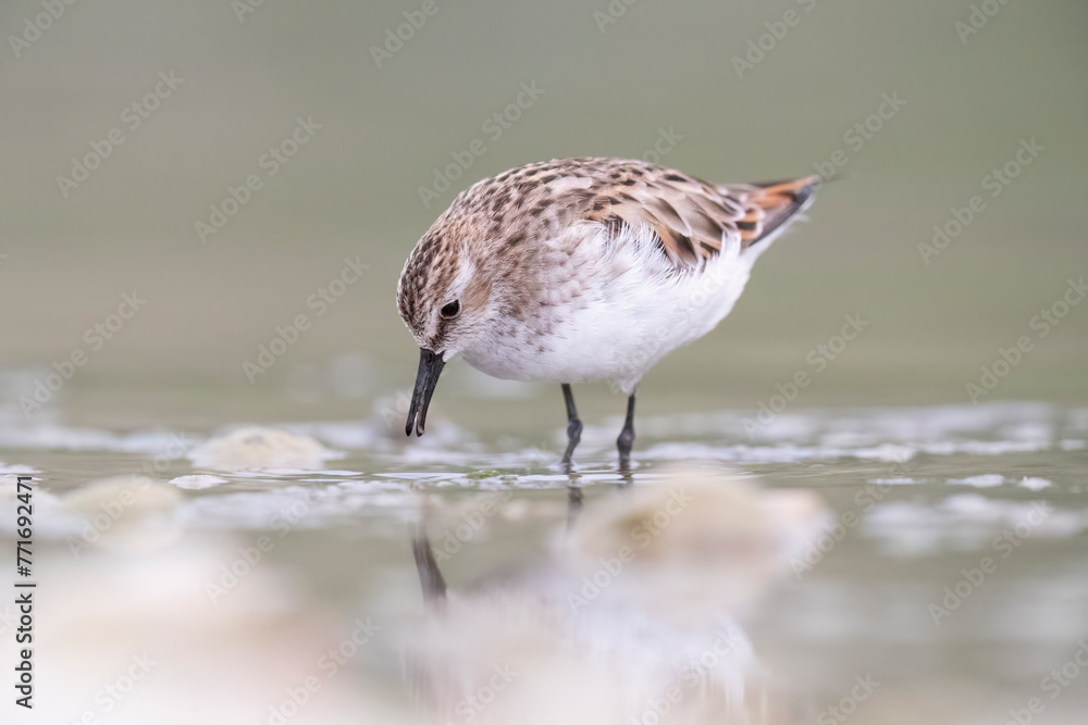 Waders or Shorebirds, the little stint (Calidris minuta or Erolia minuta) very small wader. Waders or Shorebirds, the little stint (Calidris minuta or Erolia minuta) very small wader.