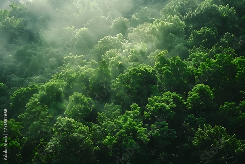 : A dense forest with various shades of green © crescent
