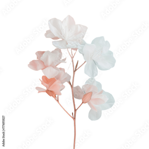 Cherry tree blossom with transparent background_nr3