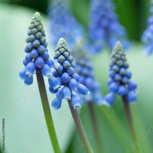 blooming muscari with small wonderful flowers and buds