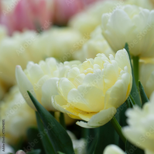 wonderful yellow terry tulips