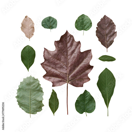 Various kinds of dry leaves isolated on transparent background