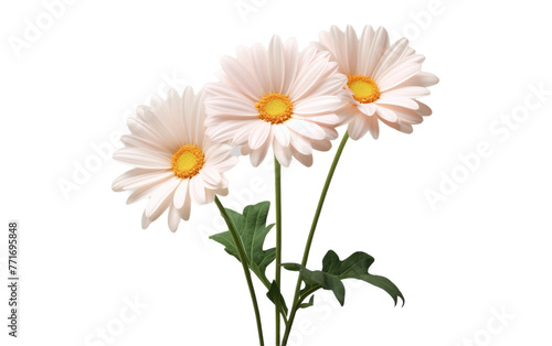 Three white daisies stand tall in a vase, their delicate petals softly swaying against a pristine white background © momina