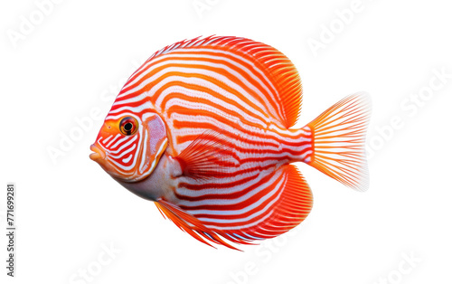 A vibrant red and white striped fish gracefully swims against a stark white background