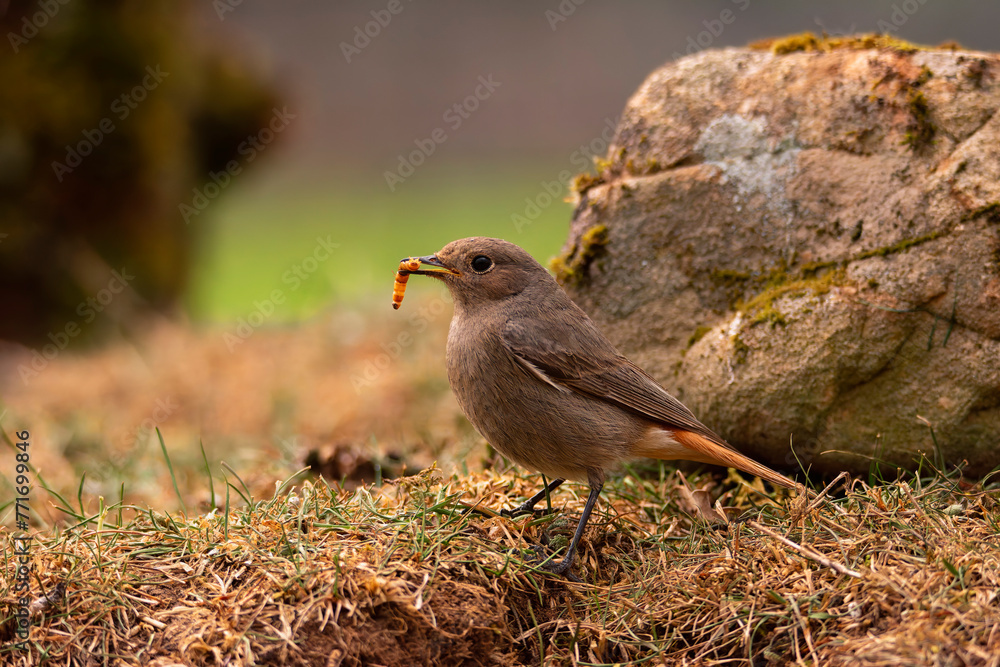 Obraz premium Female Common redstart with a tenebrium in its beak.