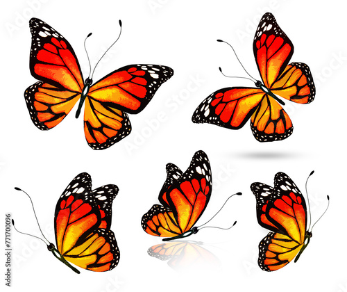 Color bright butterfly set  isolated on white